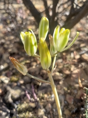 Albuca setosa
