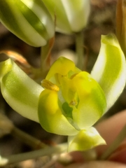 Albuca setosa