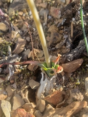 Albuca setosa