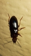 Anisodactylini