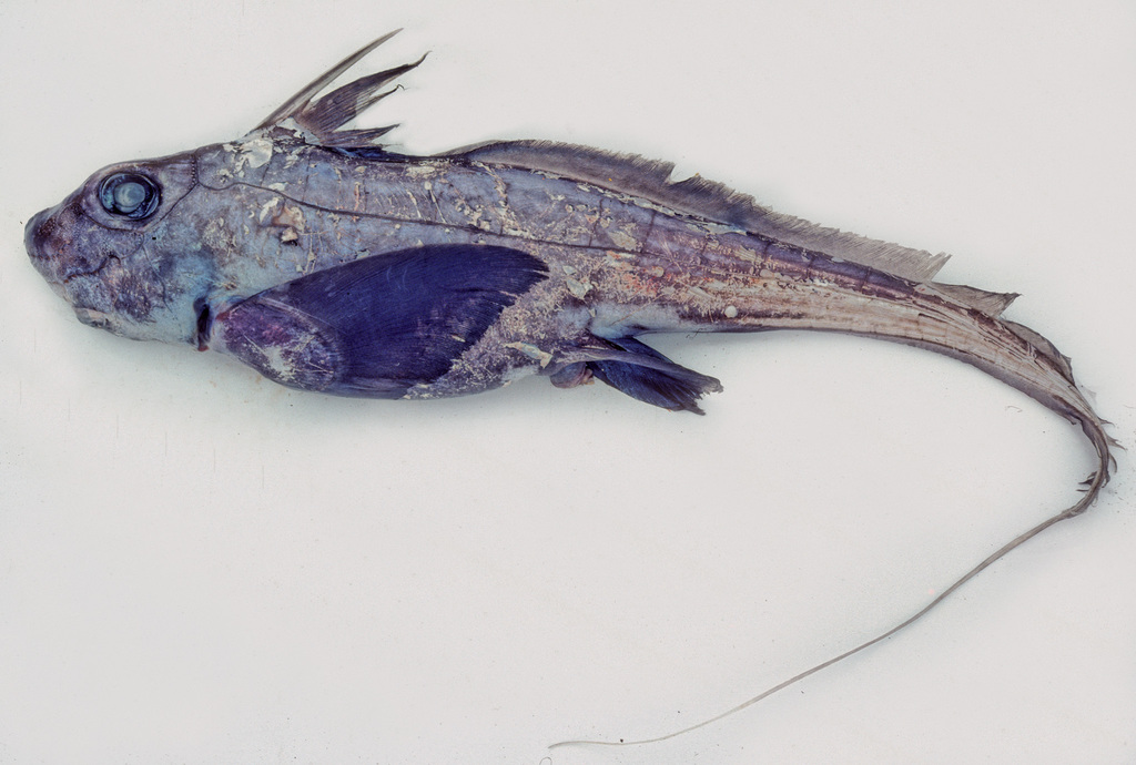 Southern Chimaera