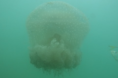 Phyllorhiza punctata