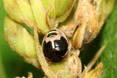 Brachyplatys subaeneus