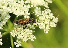 Tenthredo schaefferi