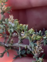 Tetraena chrysopteros