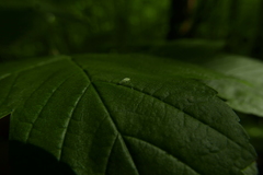 Rhinocola aceris