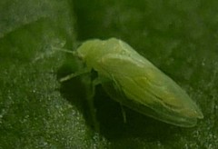 Rhinocola aceris