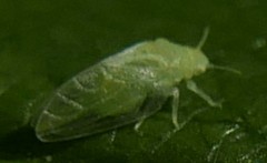 Rhinocola aceris