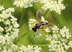 Tenthredo schaefferi