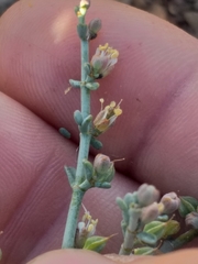 Tetraena chrysopteros