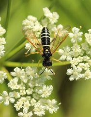 Tenthredo schaefferi