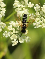 Tenthredo schaefferi