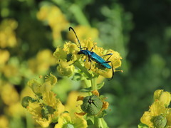 Hypocrites scabriusculus