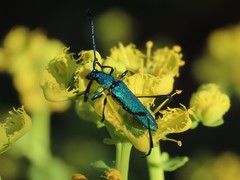 Hypocrites scabriusculus