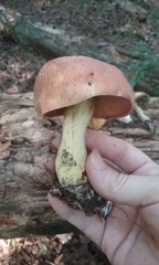 Boletus subluridellus