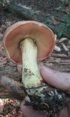 Boletus subluridellus