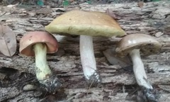 Boletus subluridellus