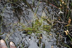 Isolepis inconspicua
