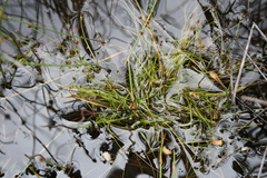 Isolepis inconspicua