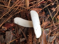 Russula perlactea