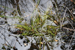 Isolepis inconspicua