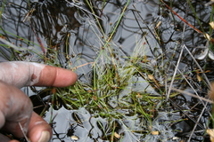 Isolepis inconspicua