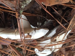 Russula perlactea