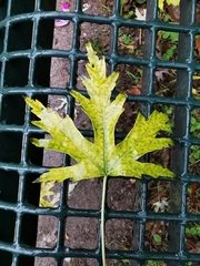 Acer saccharinum