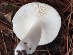 Russula perlactea
