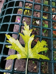 Acer saccharinum