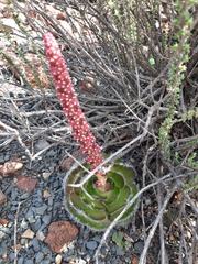 Crassula