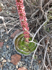 Crassula