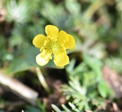 Ranunculus gmelinii