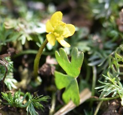 Ranunculus gmelinii