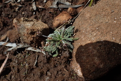 Plantago hispida