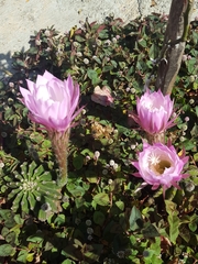 Echinopsis
