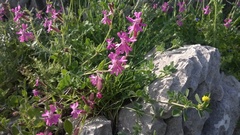 Silene pendula