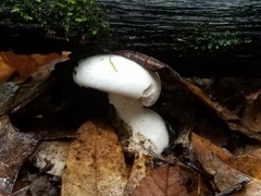 Amanita longipes