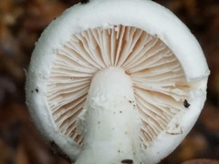 Amanita longipes