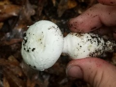 Amanita longipes