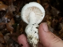 Amanita longipes