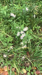 Aster microcephalus