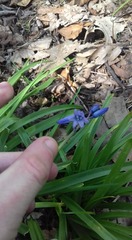 Hyacinthoides hispanica