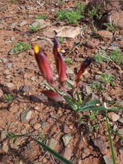 Hesperantha vaginata