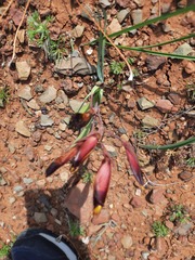 Hesperantha vaginata