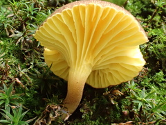 Phylloporus bellus
