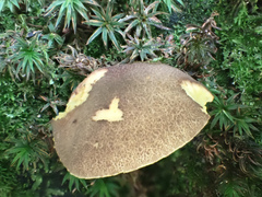 Phylloporus bellus