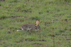 Lepus saxatilis