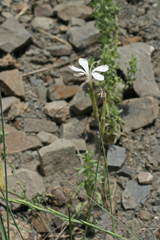 Dianthus cretaceus