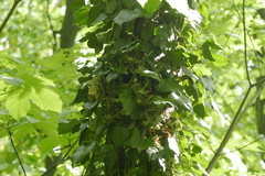 Troglodytes troglodytes